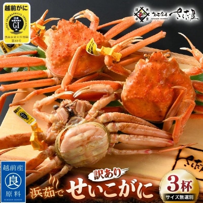 越前産せいこがに　訳あり　サイズ無選別　3杯(冷凍便)