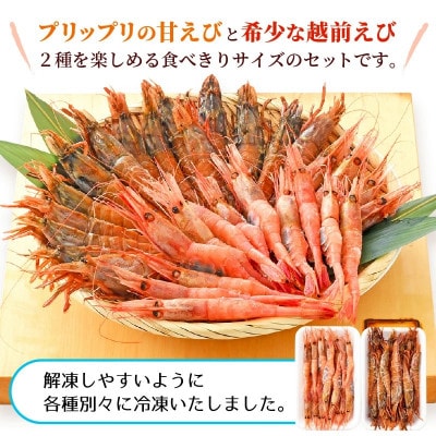 新鮮!えび 2種 食べ比べ セット(甘えび 越前えび)約2～3人前