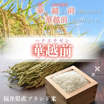 ハナエチゼン10Kg＿福井県産＜令和6年産＞: 越前わかさ味浪漫