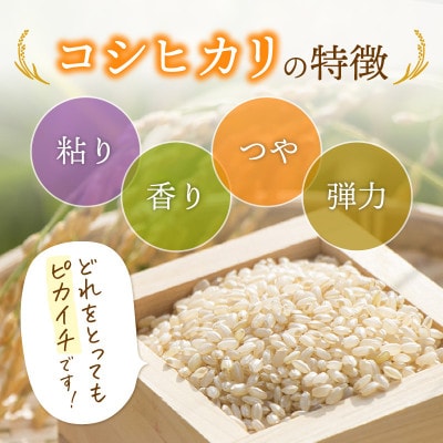 令和6年産　コシヒカリ(玄米)　10kg