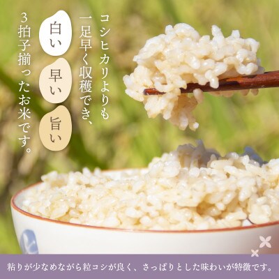 令和6年産　ハナエチゼン(玄米)　5kg