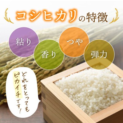 令和6年産　コシヒカリ(精米)　5kg