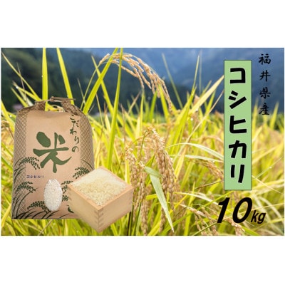 令和7年産　コシヒカリ(精米)　10kg
