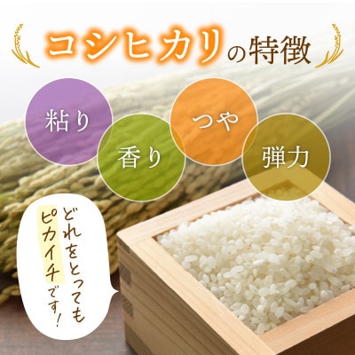 令和6年産　コシヒカリ(精米)　10kg