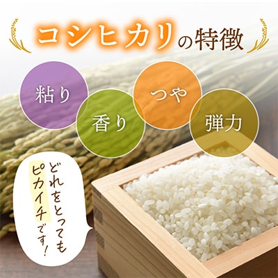 【毎月定期便】コシヒカリ 10kg × 3回 福井県産[白米]全3回