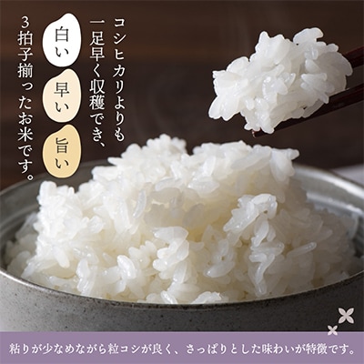 【毎月定期便】ハナエチゼン 5kg × 6回　福井県産[白米]全6回