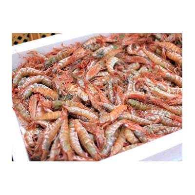 【JF福井漁連ブランド】船凍越前えび 500g×2箱