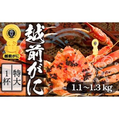 【特大】浜ゆで!越前ずわいがに(タグ付きブランド蟹)1杯【11月発送】