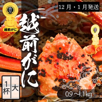 【大】活!越前ずわいがに(タグ付きブランド蟹)1杯【12月・1月発送】