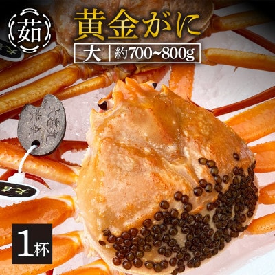 【かねいち特撰】希少!浜ゆで!黄金ガニ(大サイズ)