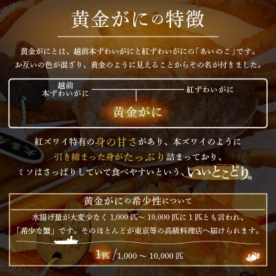 【かねいち特撰】希少!浜ゆで!黄金ガニ(大サイズ)
