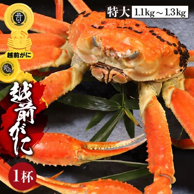 【特大】浜ゆで!越前ずわいがに(タグ付きブランド蟹)1杯【2023年1月より順次発送】
