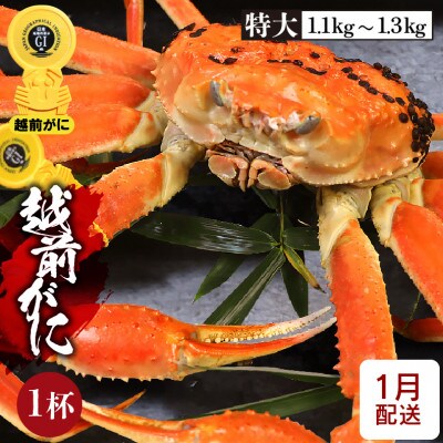 ≪浜茹で≫越前がに 特大サイズ × 1杯【1月発送分】