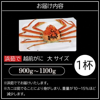 【大】浜ゆで!越前ずわいがに(タグ付きブランド蟹)1杯【2023年3月より順次発送】