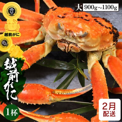 ≪浜茹で≫越前がに 大サイズ × 1杯【2月発送分】