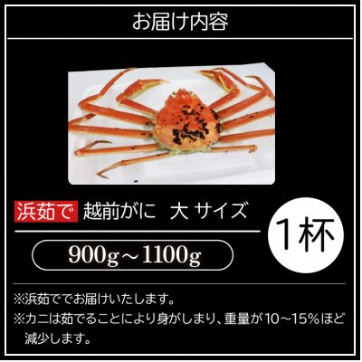 ≪浜茹で≫越前がに 大サイズ × 1杯【2月発送分】