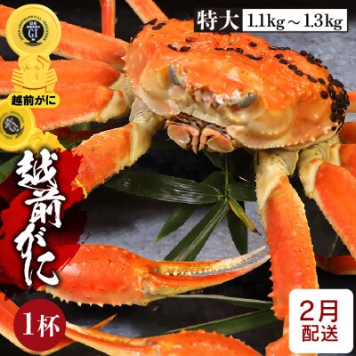 ≪浜茹で≫越前がに 特大サイズ × 1杯【2月発送分】