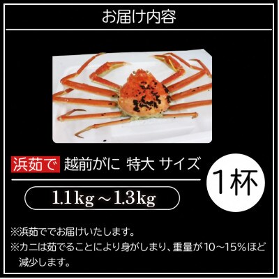 ≪浜茹で≫越前がに 特大サイズ × 1杯【2月発送分】