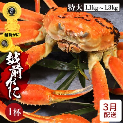≪浜茹で≫越前がに 特大サイズ × 1杯【3月発送分】
