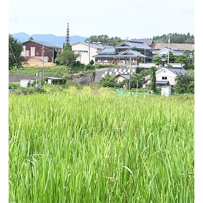 越前まこも「福ノ縁」(8個詰め合わせ)