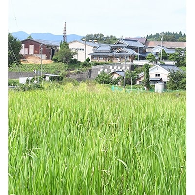 江雲堂「越前まこも水ようかん」　(300g×3箱)