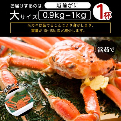 地元鮮魚店厳選 ≪浜茹で≫ 越前がに 大サイズ 1杯【1月発送分】