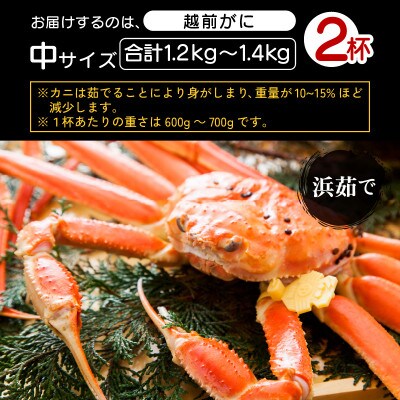 地元鮮魚店厳選 ≪浜茹で≫ 越前がに 中サイズ 2杯【1月発送分】