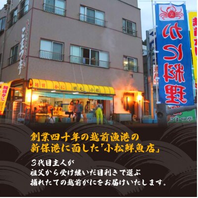地元鮮魚店厳選 ≪浜茹で≫ 越前がに 大きめサイズ 1杯【11月発送分】
