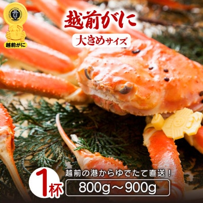 地元鮮魚店厳選 ≪浜茹で≫ 越前がに 大きめサイズ 1杯【2月発送分】