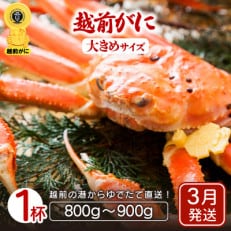 地元鮮魚店厳選 ≪浜茹で≫ 越前がに 大きめサイズ 1杯【3月発送分】