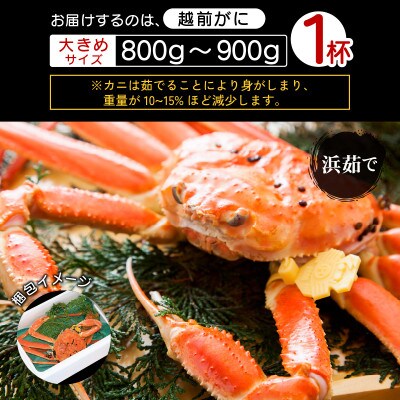 地元鮮魚店厳選 ≪浜茹で≫ 越前がに 大きめサイズ 1杯【3月発送分】