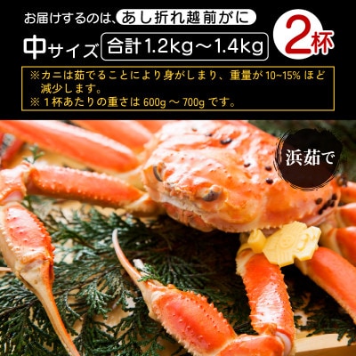 【訳あり】足折れ 越前がに 中サイズ × 2杯【2025年2月発送分】