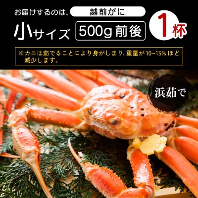 ≪浜茹で≫越前がに 小サイズ × 1杯(500g前後)【12月発送分】