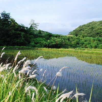 【つなごう!奥里山農耕】特別栽培米コシヒカリ「そよ風田んぼ」5kg(有機肥料100% 農薬7割減)