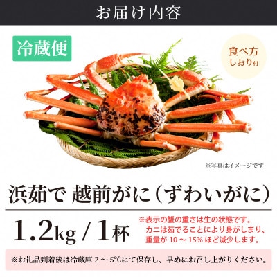 ≪浜茹で≫ 越前がに 特大サイズ(生で1.2kg以上) × 1杯【11月発送分】