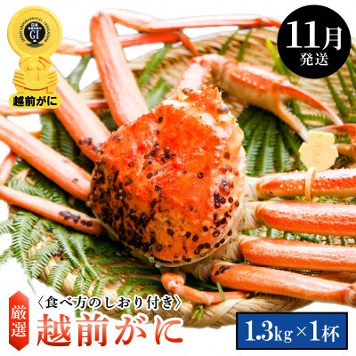 ≪浜茹で≫ 越前がに 特大サイズ(生で1.3kg以上) × 1杯【11月発送分】