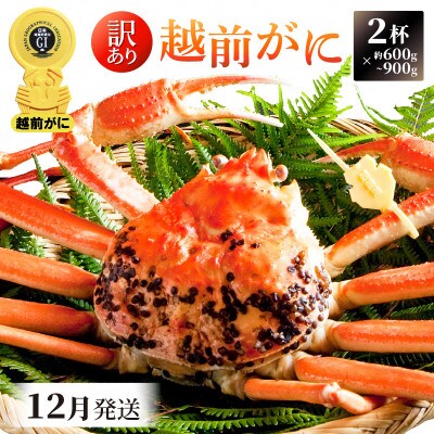 【訳あり】≪浜茹で≫ 越前がに 600～900g前後 × 2杯【12月発送分】