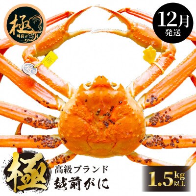 ≪浜茹で≫ 越前がに 極 × 1杯【12月発送分】