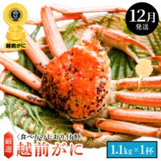 ≪浜茹で≫ 越前がに 特大サイズ(生で1.1kg以上) × 1杯【1月発送分】