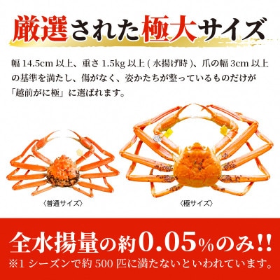 ≪浜茹で≫ 越前がに 極 × 1杯【1月発送分】