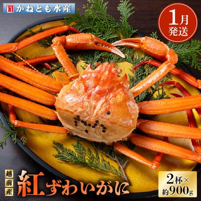 ≪浜茹で≫越前産 紅ずわいがに × 2杯【1月発送分】