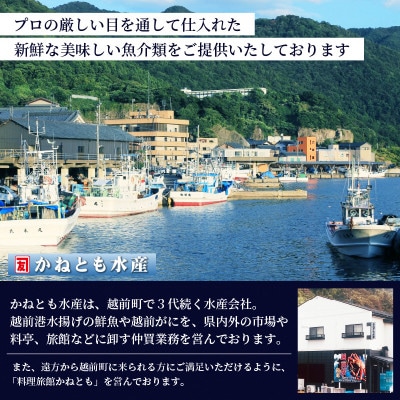 ≪浜茹で≫越前産 紅ずわいがに × 2杯【4月発送分】