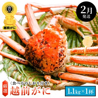 ≪浜茹で≫ 越前がに 特大サイズ(生で1.1kg以上) × 1杯【2月発送分】