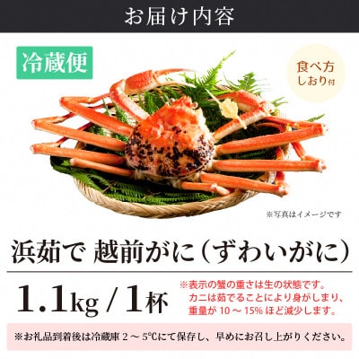 ≪浜茹で≫ 越前がに 特大サイズ(生で1.1kg以上) × 1杯【2月発送分】