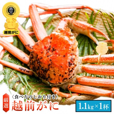 【3月より順次発送】越前がに 1.1kg (特大)