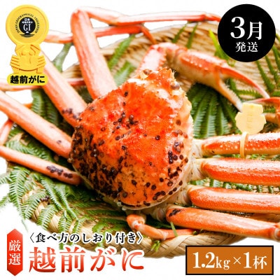 ≪浜茹で≫ 越前がに 特大サイズ(生で1.2kg以上) × 1杯【3月発送分】