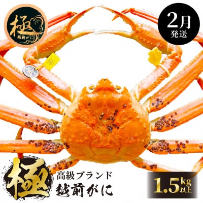 ≪浜茹で≫ 越前がに 極 × 1杯【2月発送分】