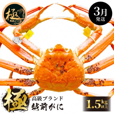 ≪浜茹で≫ 越前がに 極 × 1杯【3月発送分】