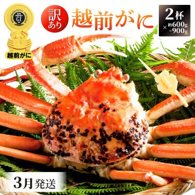 【訳あり】≪浜茹で≫ 越前がに 600～900g前後 × 2杯【3月発送分】