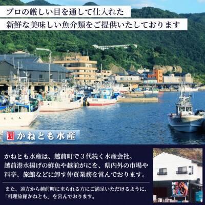 【さとふる限定】≪浜茹で≫越前がに 小サイズ × 3杯【3月発送分】